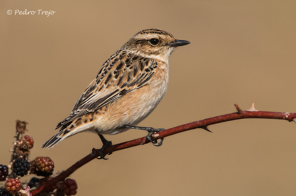 Tarabilla norteña (Saxicola rubetra)